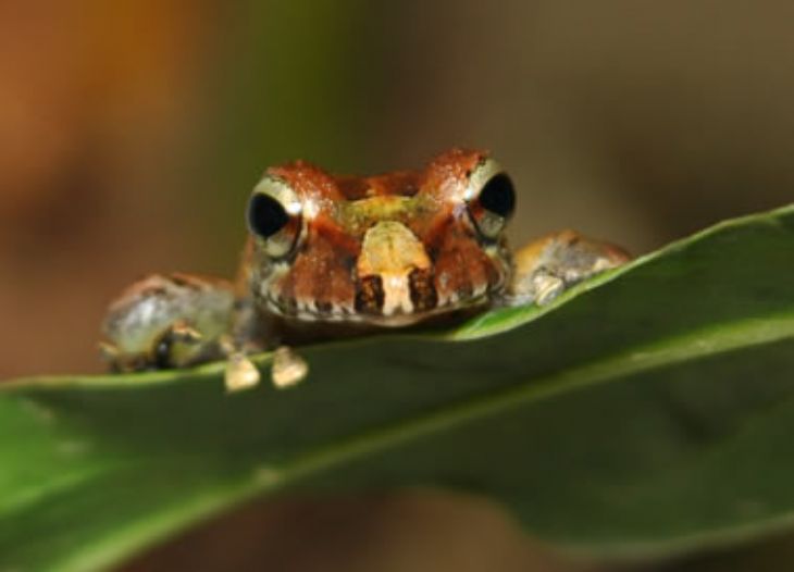 La Guacima Frog at Veragua Rainforest Park